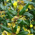 Berberis x 'Chenaultii' fleur